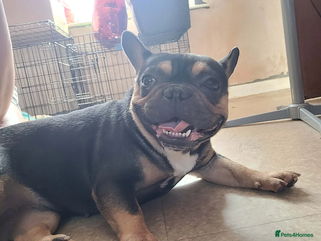 French Bulldog dogs for sale: Female French bulldog in Sheffield - Advert 2