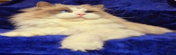 Ragdoll cats for sale: Ragdoll male kitten gccf active - Advert 14