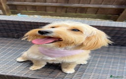 Cockapoo dogs for sale: F2 cockapoo’s for sale! 🌟  - Advert 2