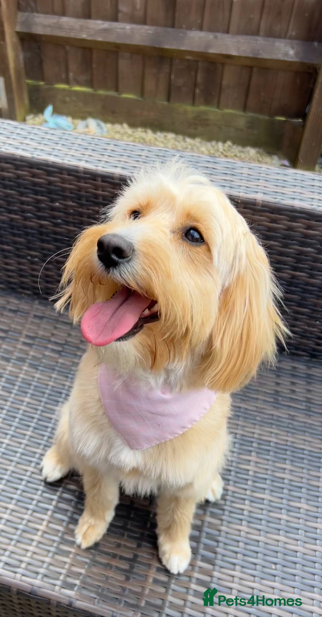 Cockapoo dogs for sale: F2 cockapoo’s for sale! 🌟  - Advert 2