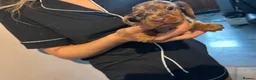 Dachshund dogs for sale: Stunning dachshund puppies ready to go soon - Advert 9