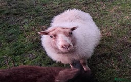 Sheep livestock for sale: Trio of Pet Sheep - Advert 2