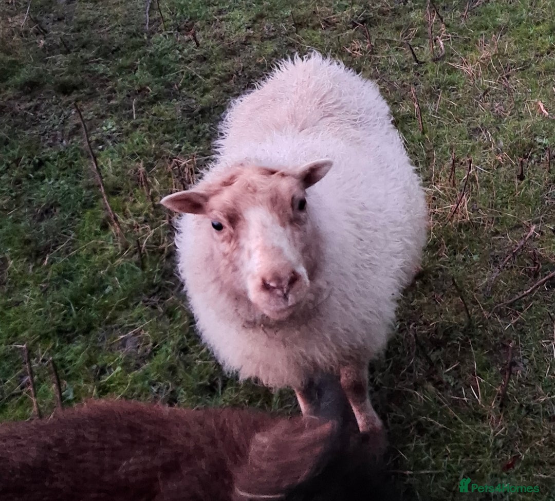 Sheep livestock for sale: Trio of Pet Sheep - Advert 2