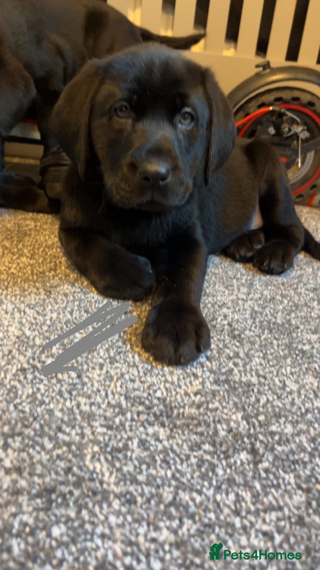 Labrador Retriever dogs for sale: READY NOW.Beautiful black KC registered Labradors  - Advert 28