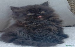 Persian cats for sale: Pure Persian - Image 4