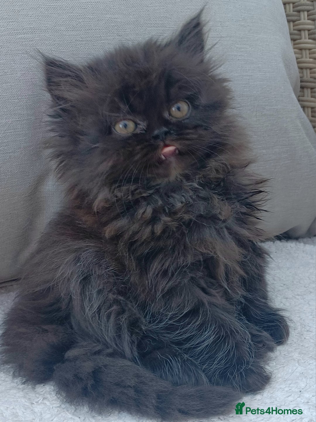 Persian cats for sale: Pure Persian - Image 4