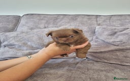 Chihuahua dogs for sale: Stunning Russian lines, Long haired Chihuahuas  - Image 14