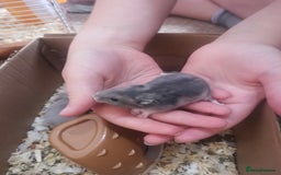 Hamster rodents for sale: 5 x russian dwarf hamsters 2x girls 3 x boys  - Image 8