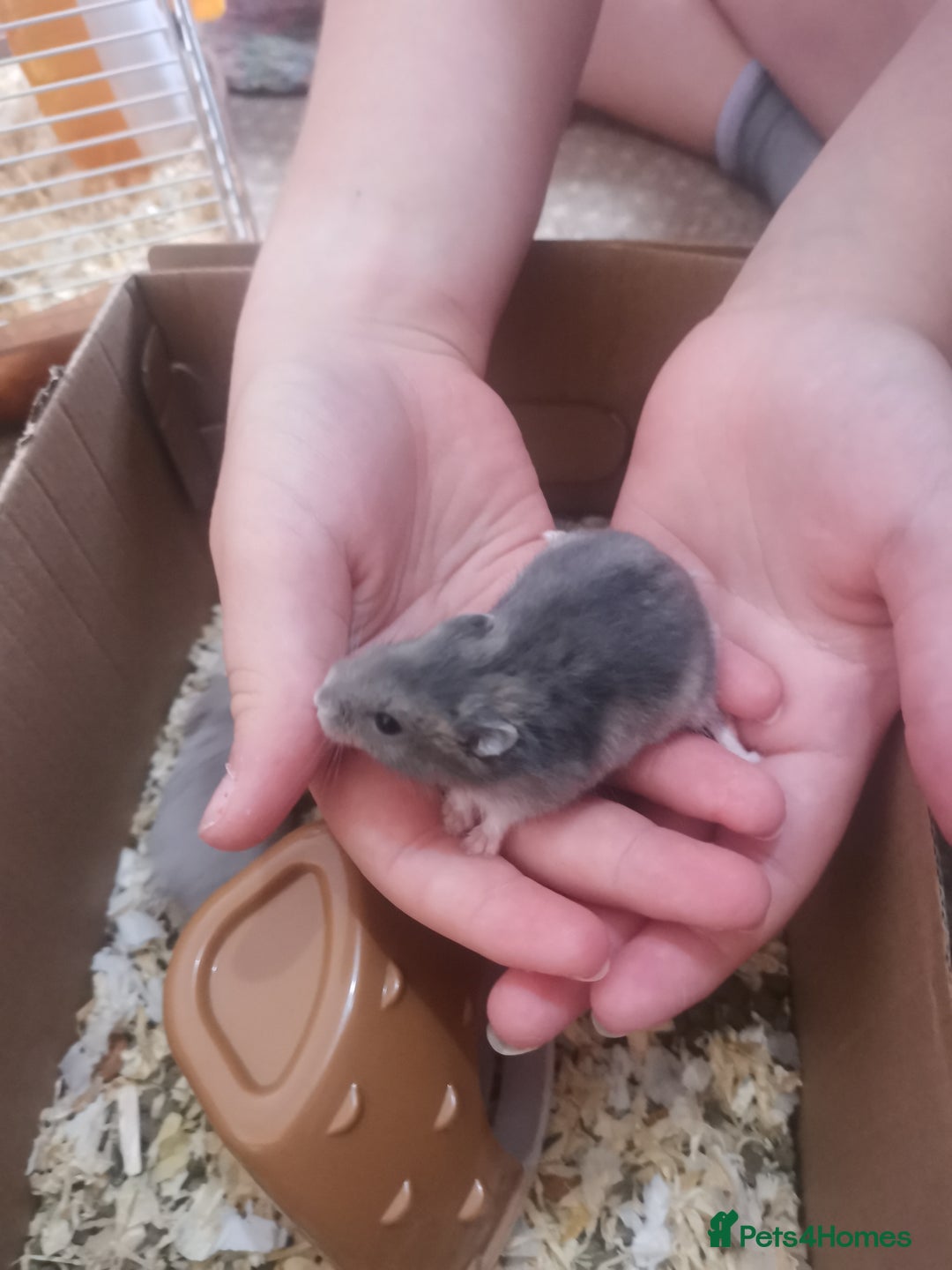 Hamster rodents for sale: 5 x russian dwarf hamsters 2x girls 3 x boys  - Image 8