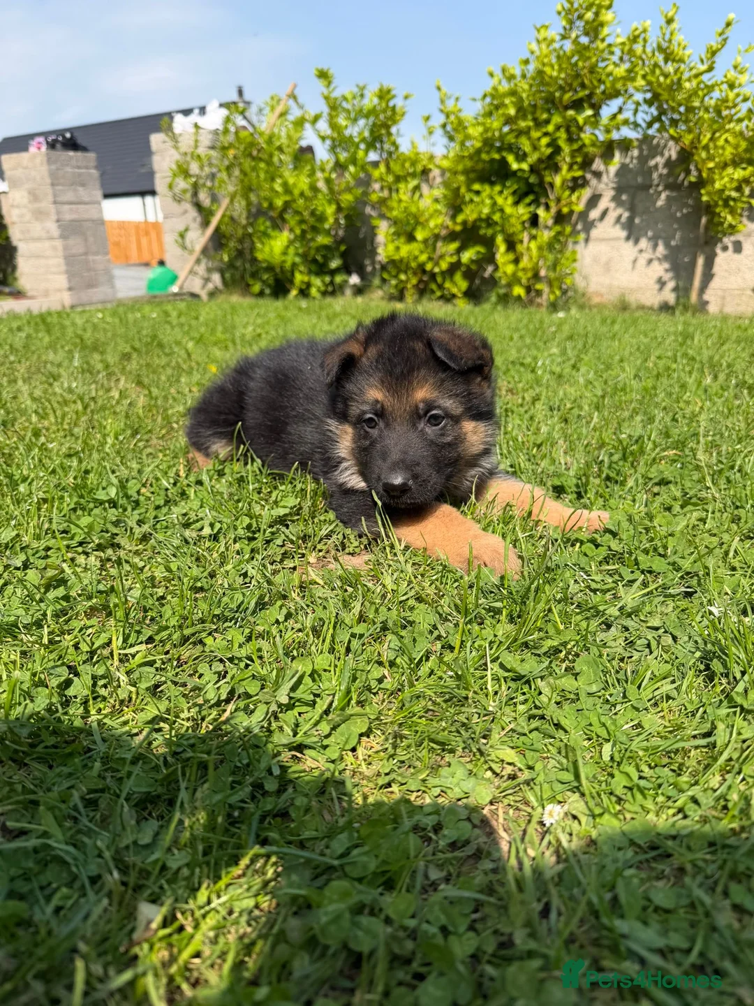 German Shepherd dogs for sale: Pedigree registered German shepherd pups  - Advert 2