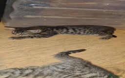 Bengal cats for sale: Mixed bengal kittens   - Image 8