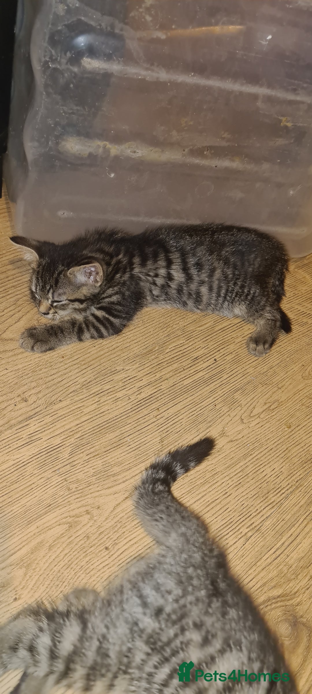 Bengal cats for sale: Mixed bengal kittens   - Image 8