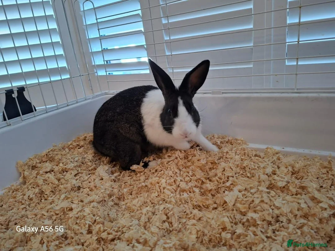 Mixed Breed rabbits for sale: Rabbit ready to go for free  - Advert 2