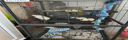Rat rodents for sale: Paw hut cage + 4 female rats for sale - Advert 1