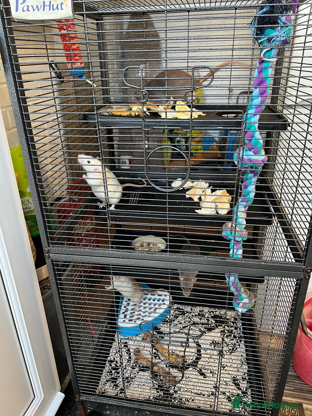 Rat rodents for sale: Paw hut cage + 4 female rats for sale - Advert 1
