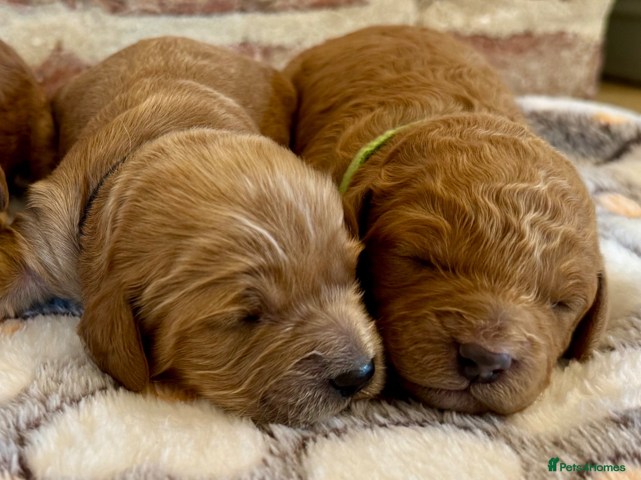 Cavapoo dogs 🐾 F1b male cavapoos 🐾 - Advert 1