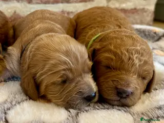 Cavapoo dogs for sale: 🐾 F1b male cavapoos 🐾 - Advert 1