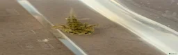 Axolotl reptiles for sale: Axolotl  - Advert 2