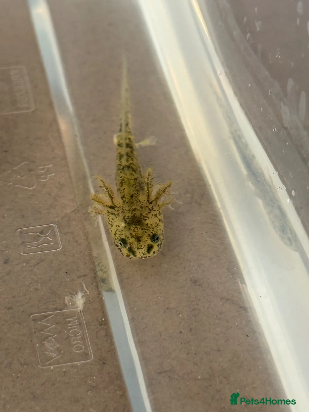 Axolotl reptiles for sale: Axolotl  - Advert 2