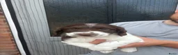 English Springer Spaniel dogs for sale: Outstanding KC Health Tested Springer Spaniel - Advert 6