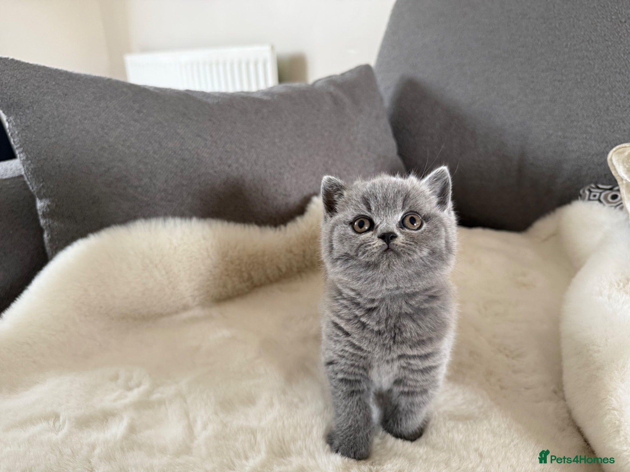 British Shorthair cats Blue British short hair babies for sale  - Advert 2
