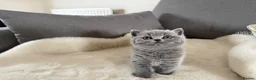 British Shorthair cats for sale: Blue British short hair babies for sale  - Advert 2