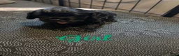 Cavapoo dogs for sale: F1 Cavapoo Puppies - Advert 28