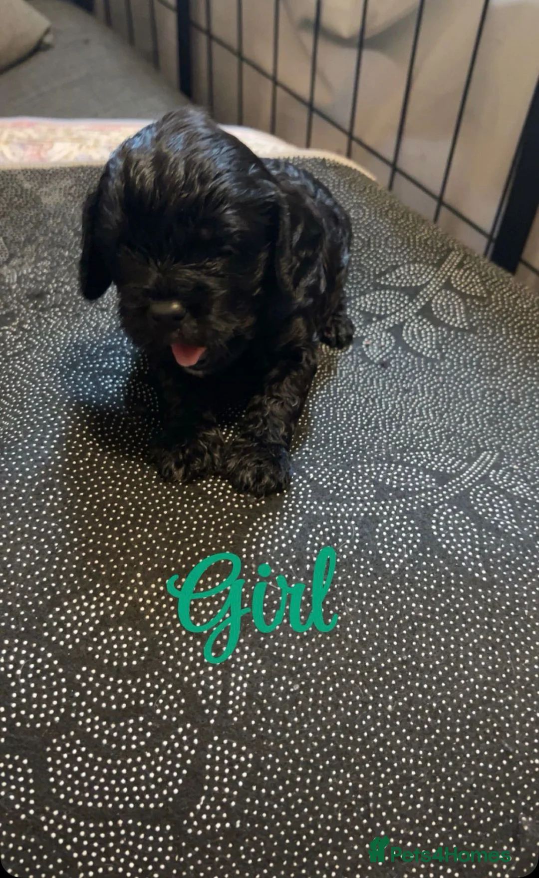 Cavapoo dogs for sale: F1 Cavapoo Puppies - Advert 28