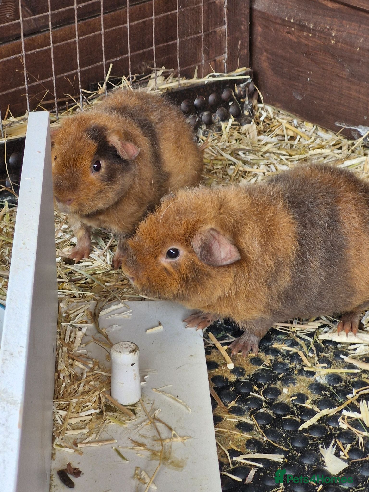 Guinea Pig rodents  2 pure Teddie Boys left - Advert 2
