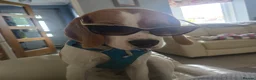 Beagle dogs for stud: Loki is our name- KC name is Fallowfield Chestnut  - Advert 5