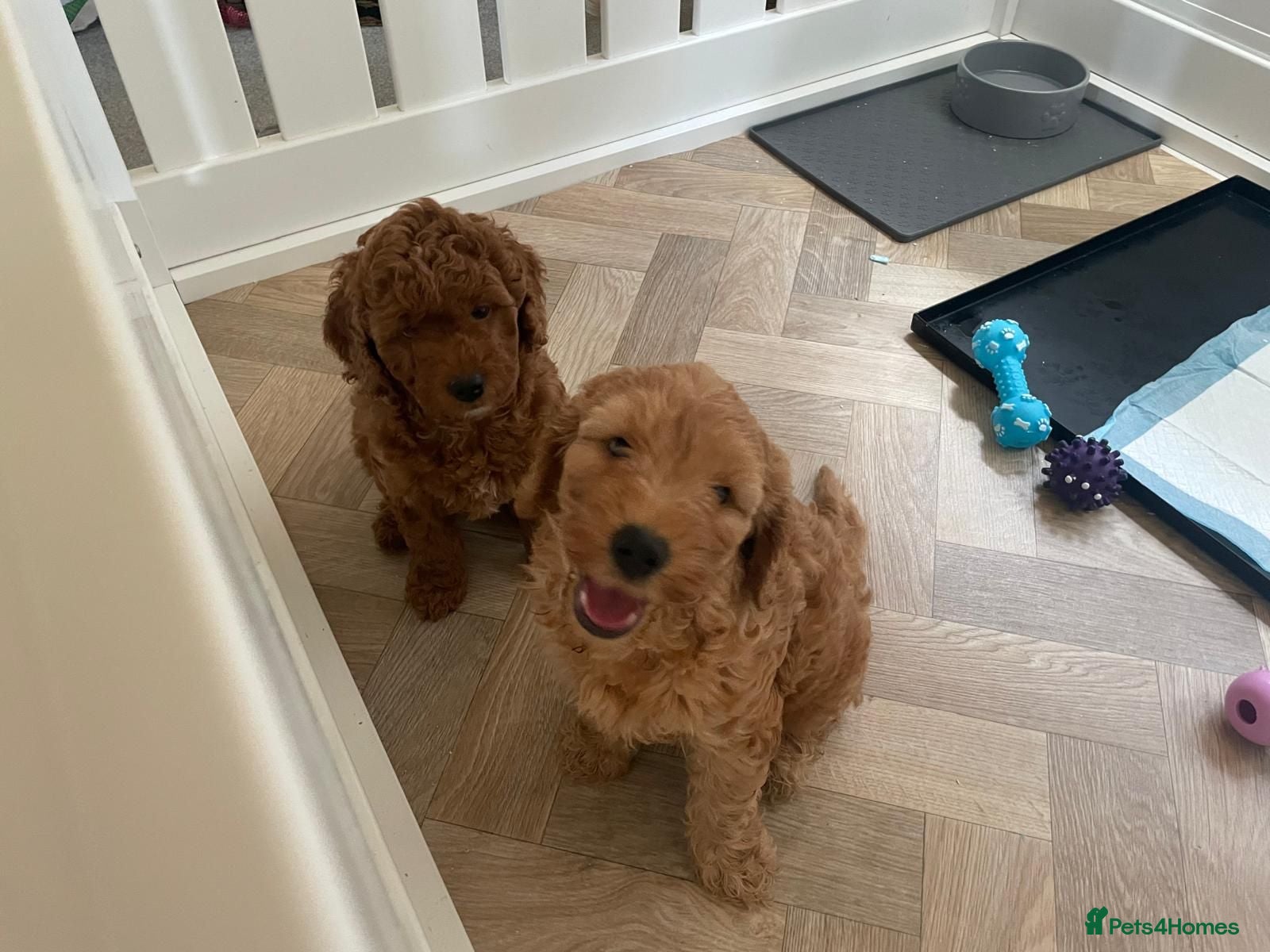 Cockapoo dogs Stunning Cockapoo Puppies  - Advert 1