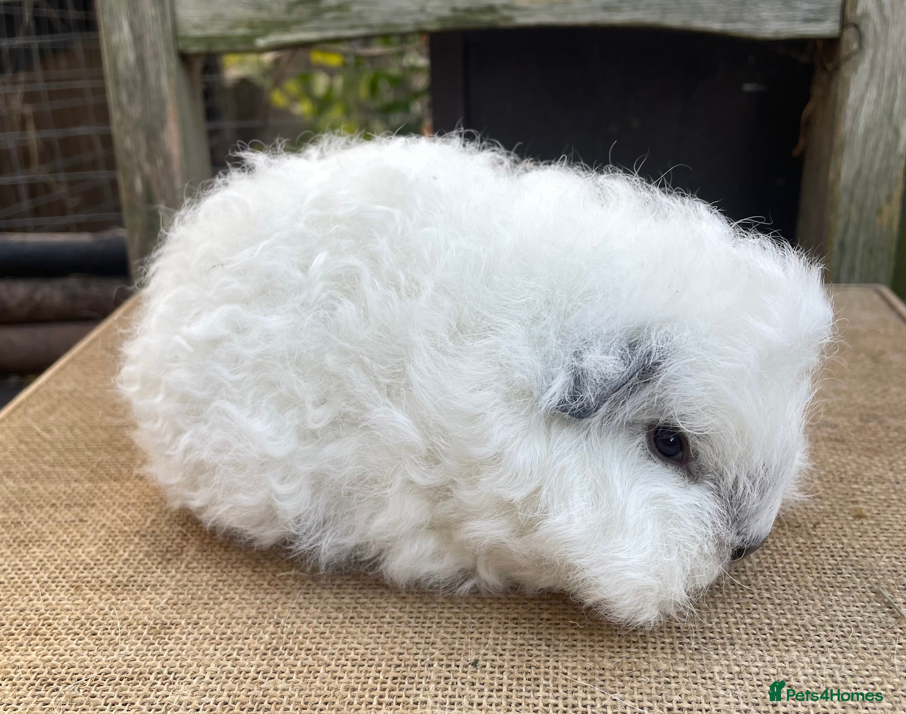 Guinea Pig rodents Baby Swiss teddy sow - Advert 13