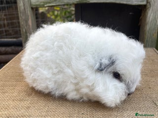 Guinea Pig rodents Baby Swiss teddy sow - Advert 10