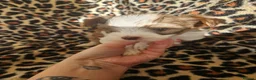 Yorkshire Terrier dogs for sale: 💜 DNA tested parents 💜 White Ocean Pearl girls - Advert 14
