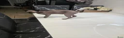 Sphynx cats for sale: ♀️Female Sphynx kitten 😸  - Advert 6