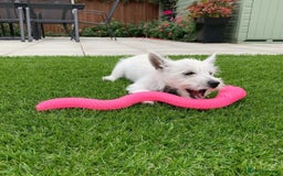 West Highland Terrier dogs for sale:  West Highland White Terrier - Image 7