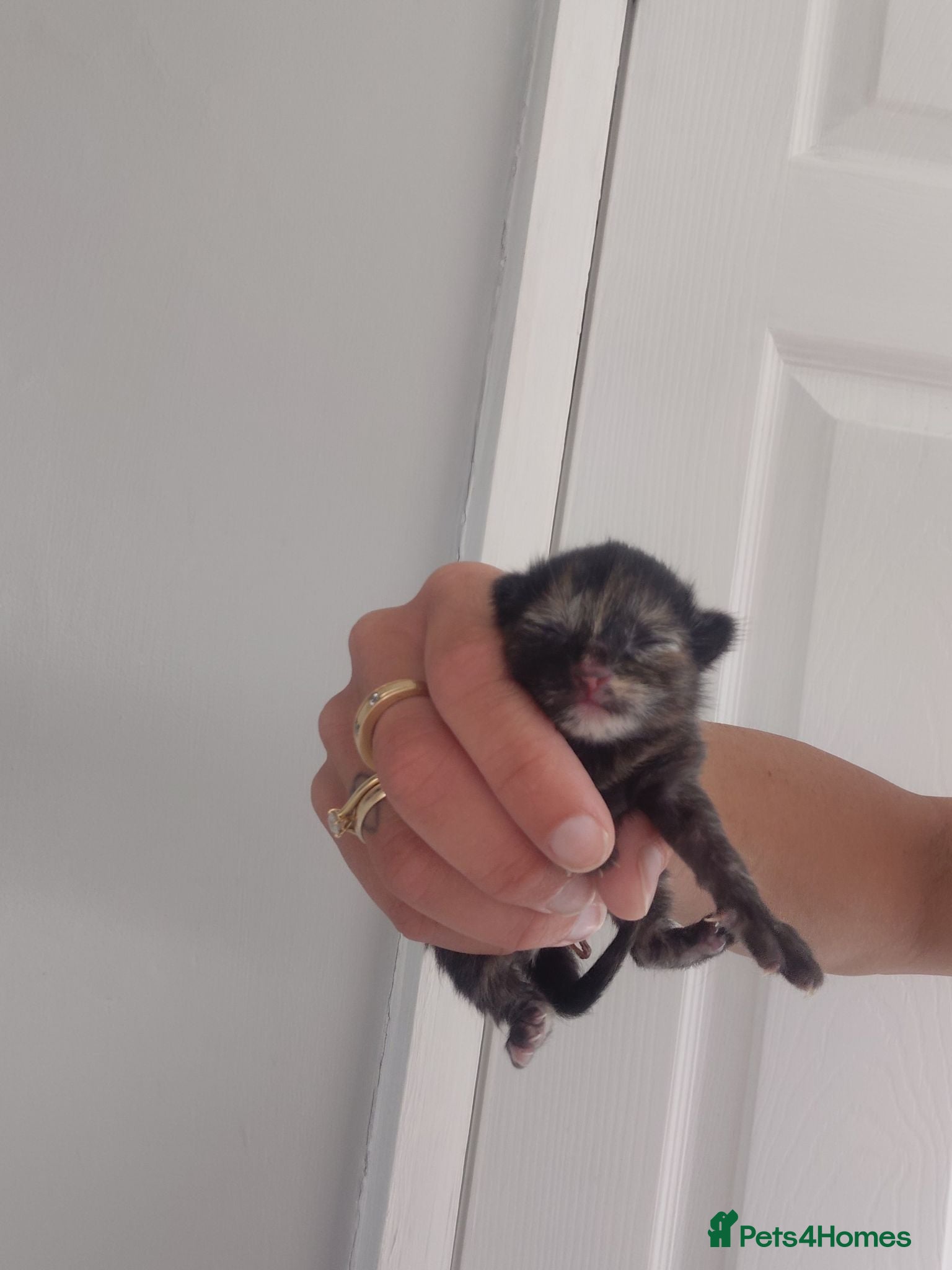 Domestic Shorthair cats 2 black calico girls and 1 black boy  - Advert 6