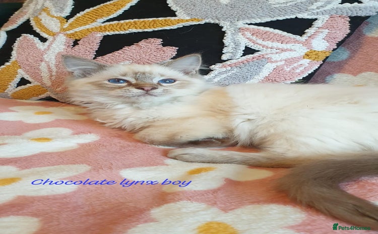 Ragdoll cats Stunning GCCF Chocolate Lynx Ragdoll Kitten. - Advert 9