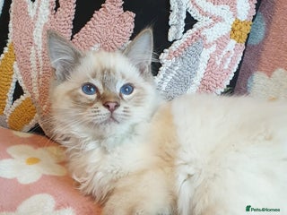 Ragdoll cats Stunning GCCF Chocolate Lynx Ragdoll Kitten. - Advert 14