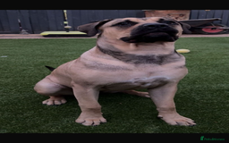 Mixed Breed dogs for sale: Puppy for sale  - Image 1
