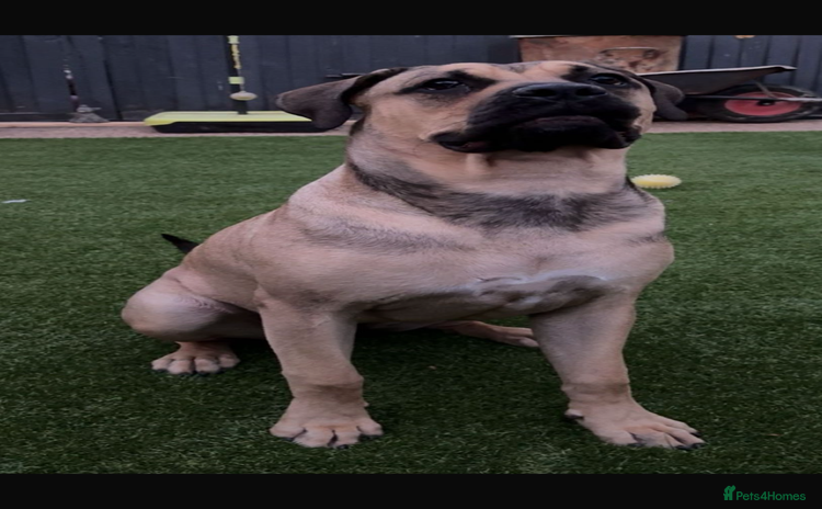 Mixed Breed dogs - Advert 7