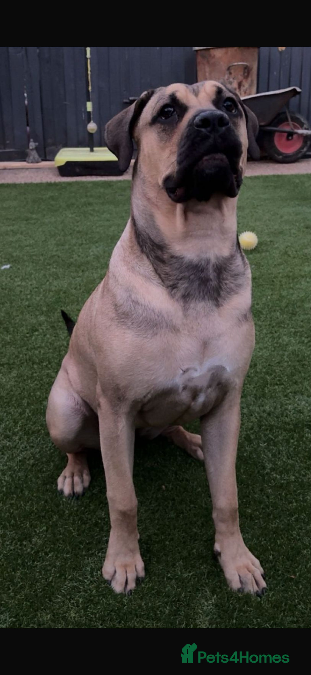 Mixed Breed dogs for sale: Puppy for sale  - Image 1
