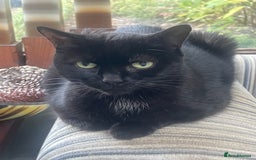 Mixed Breed cats for sale: Little kittens for sale - Image 15