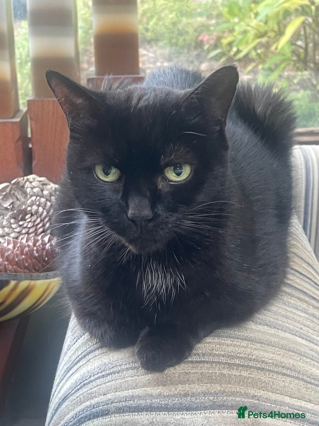 Mixed Breed cats for sale: Little kittens for sale - Image 15