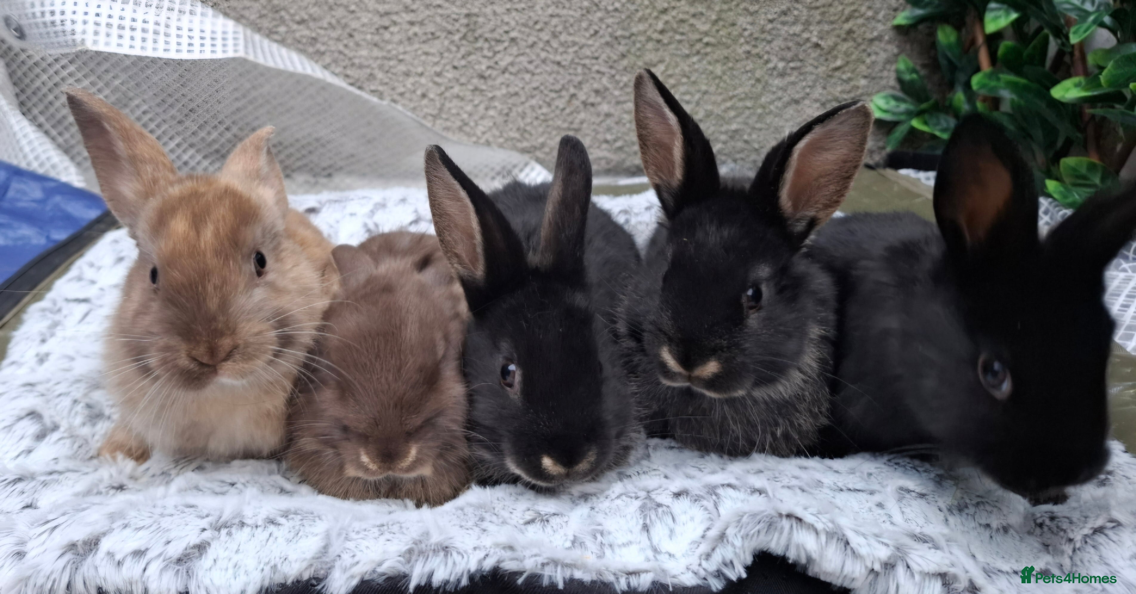 Mixed Breed rabbits Continental cross - Advert 22