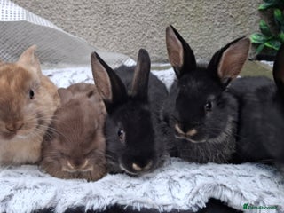 Mixed Breed rabbits Continental cross - Advert 22