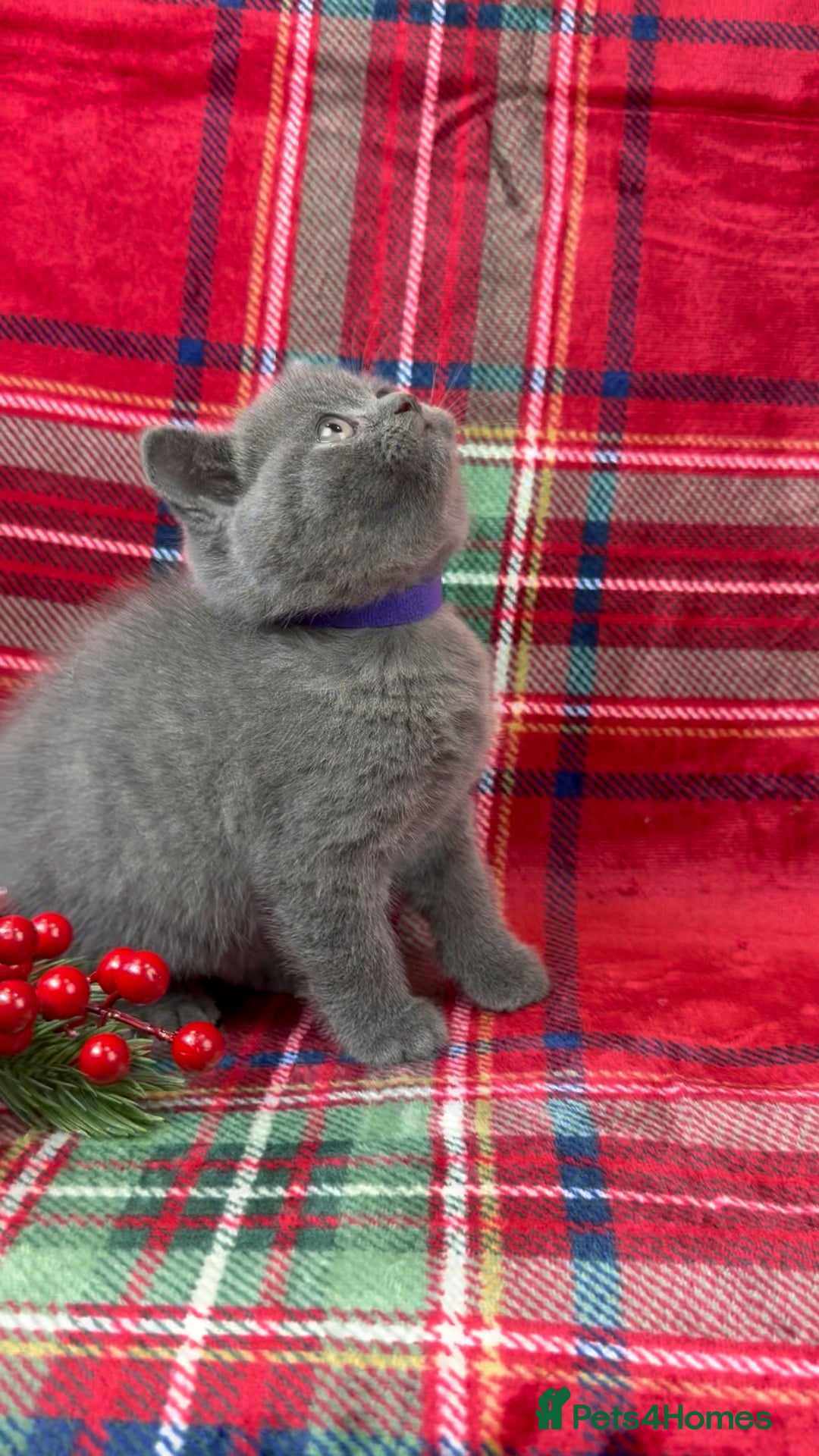 British Shorthair cats for sale: GCCF Health tested British Shorthaired kittens - Image 12