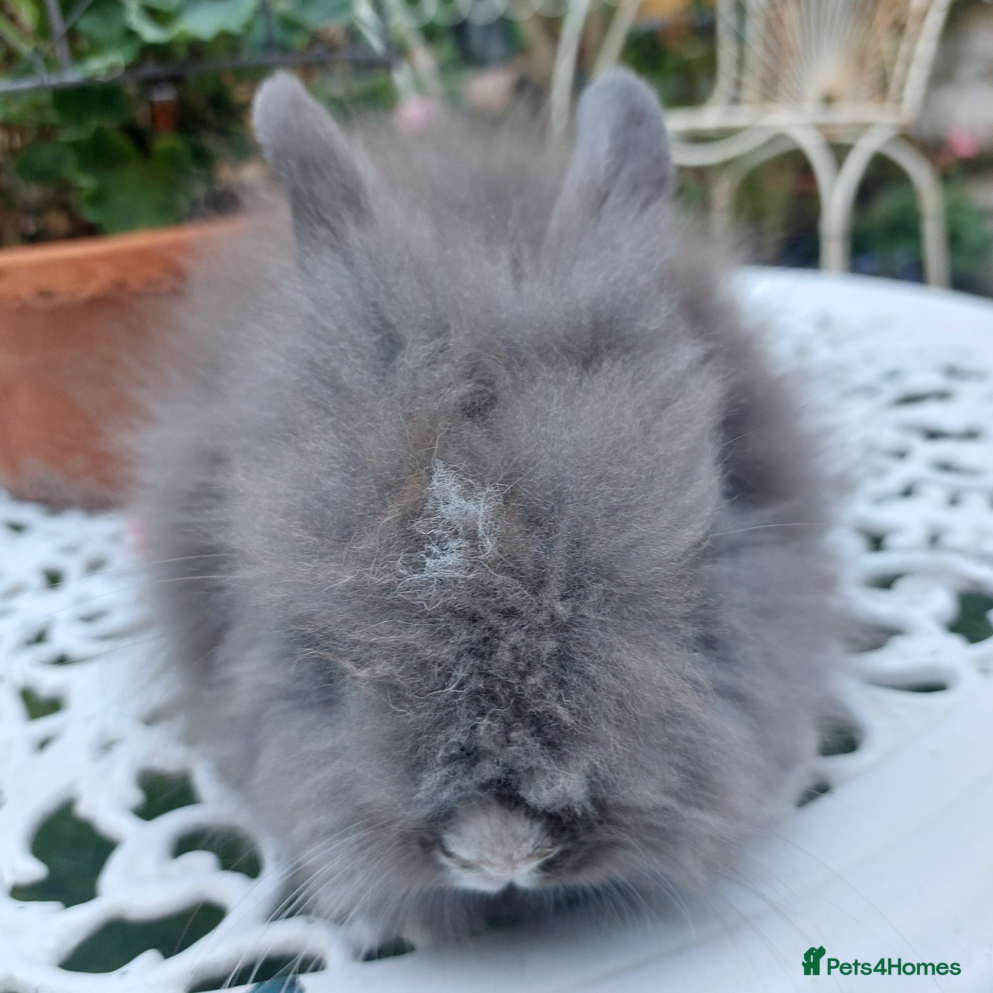 Lionhead rabbits PUREBRED DOUBLE/TEDDY LION HEAD BABIES  - Advert 2