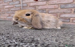 Mini Lop rabbits for sale: Mini Lop babies. Bucks only - Image 6