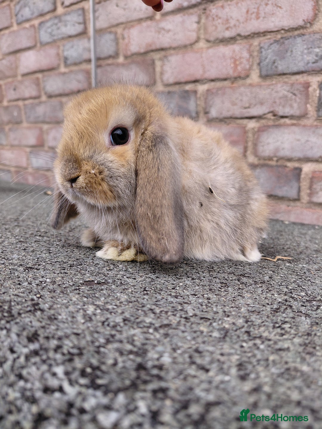Mini Lop rabbits for sale: Mini Lop babies. Bucks only - Image 6